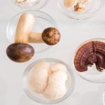 Best healing mushrooms for human health.